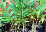 Кардамон (Elettaria cardamomum) плод