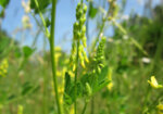 Жълта комунига (Melilotus officinalis) стрък