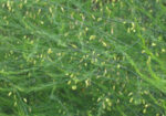 Зайча сянка (Asparagus officinalis) стрък