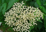 Черен бъз (Sambucus nigra) цвят