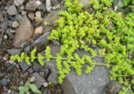 Изсипливче (Herniaria glabra) стрък