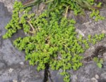 Изсипливче (Herniaria glabra) стрък