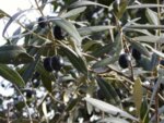 Маслина (Olea europaea) листа