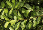 Мате, парагвайски чай (Ilex Paraguariensis) листа
