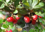 Мечо грозде (Arctostaphyllos uva-ursi) листа