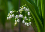 Момина сълза (Convallaria majalis) листа