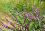Салвия, Градински чай (Salvia officinalis) листа