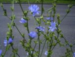 Синя жлъчка, Цикория (Cichorium intybus) корен