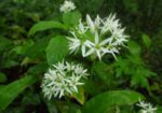 Левурда (Allium ursinum) стрък