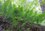 Сладка папрат (Polypodium vulgare) корен