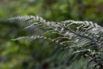 Сладка папрат (Polypodium vulgare) корен