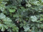 Смокиня (Ficus carica) листа
