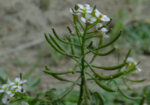 Мокреш (Nasturtium officinalis) стрък  