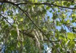 Трепетлика (Populus tremula) листа   