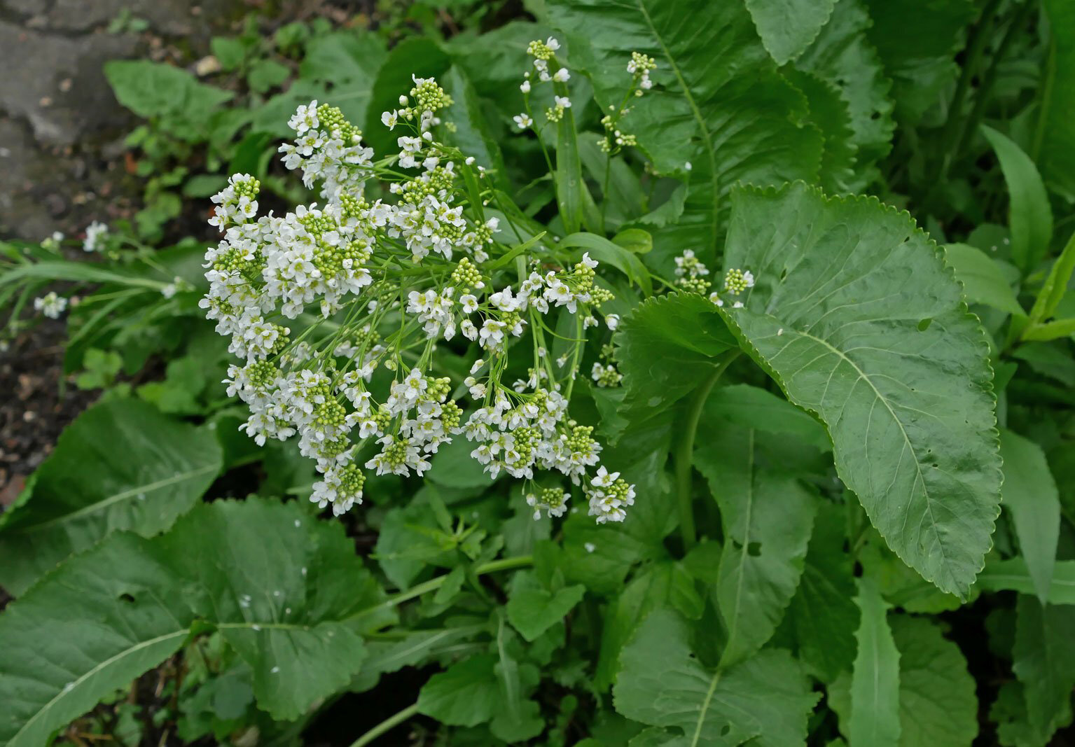 Хрян (Armoracia rusticana) корен