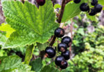 Черно френско грозде, Касис (Ribes nigrum) листа