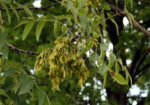 Ясен (Fraxinus excelsior L.) листа
