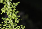 Огниче (Chenopodium Botrys) стрък