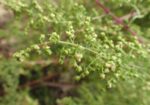 Пелин (едногодишен) сладък (Artemisia annua) стрък