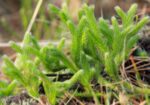 Плавун бухалковиден (Licopodium clavatum) стрък