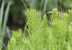 Полски хвощ (Equisetum arvense) стрък