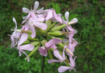 Сапуниче (Saponaria officinalis) стрък