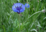Синя жлъчка, Цикория (Cichorium intybus) стрък