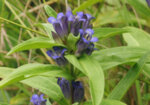 Синя тинтява (Gentiana cruciata) стръкове