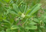 Сминдух (Trigonella foenum-graecum) стрък