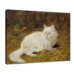 Артур Хейер - Бяла ангорска котка №11897
