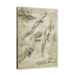 Леонардо да Винчи - Мускулите на раменете, ръцете и костите на краката №7619