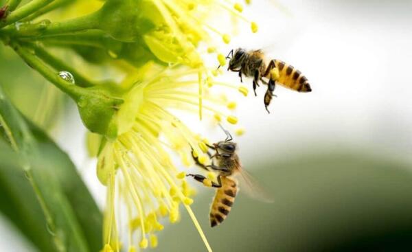 С благодарност към пчелите