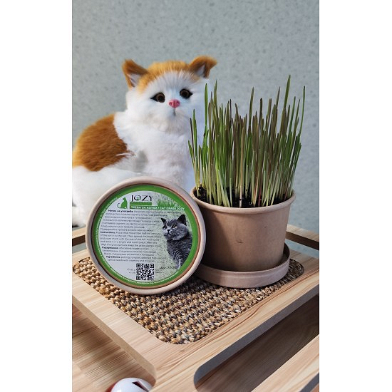 Трева за котки в картонена опаковка (семена и почва - 80 гр.)