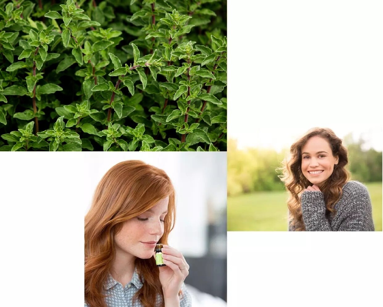 oregano collage jpg