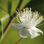 Етерично Масло от Мирта Перу био 5 мл Primavera