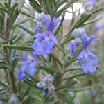 Масло от Розмарин цинеол Био 5 мл Primavera