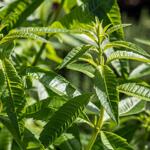 Масло от Лимон вербена Био 10%, 5 мл Primavera