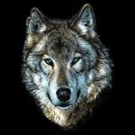 Тениска от серията "Wild Life" - Вълк