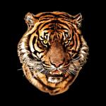 Тениска от серията "Wild Life" - Тигър