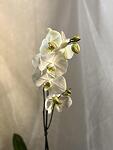 Орхидея в кашпа