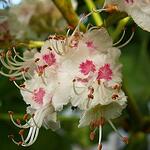 White chestnut /Бял кестен/ - цветето на мисълта