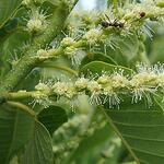 Sweet chestnut /Сладък кестен/ - цветето на избавлението