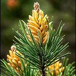 Pine /Бор/ - цветето на себеприемането