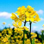 Mustard /Горчица/ - цветето на светлината