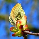 Chestnut bud /Кестенова пъпка/ - цветето на научаването