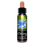 Chicory /Цикория/ - цветето на безусловната любов