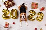 Как да посрещнем Нова година, в среда подходяща за кучета