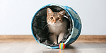 Играчки и дейности, с които да забавлявате котката си