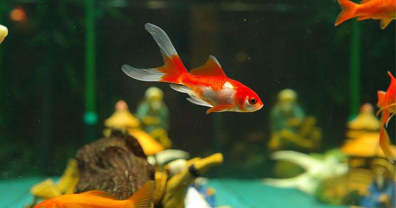 Поддържане на оптимални условия в аквариума на вашата рибка