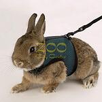 Ferplast Jogging Extra Large Harness - koтешки нагръдник с повод голям размер за едър заек или котка